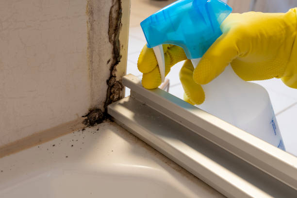 Mold Removal and Inspection in Buffalo, MO